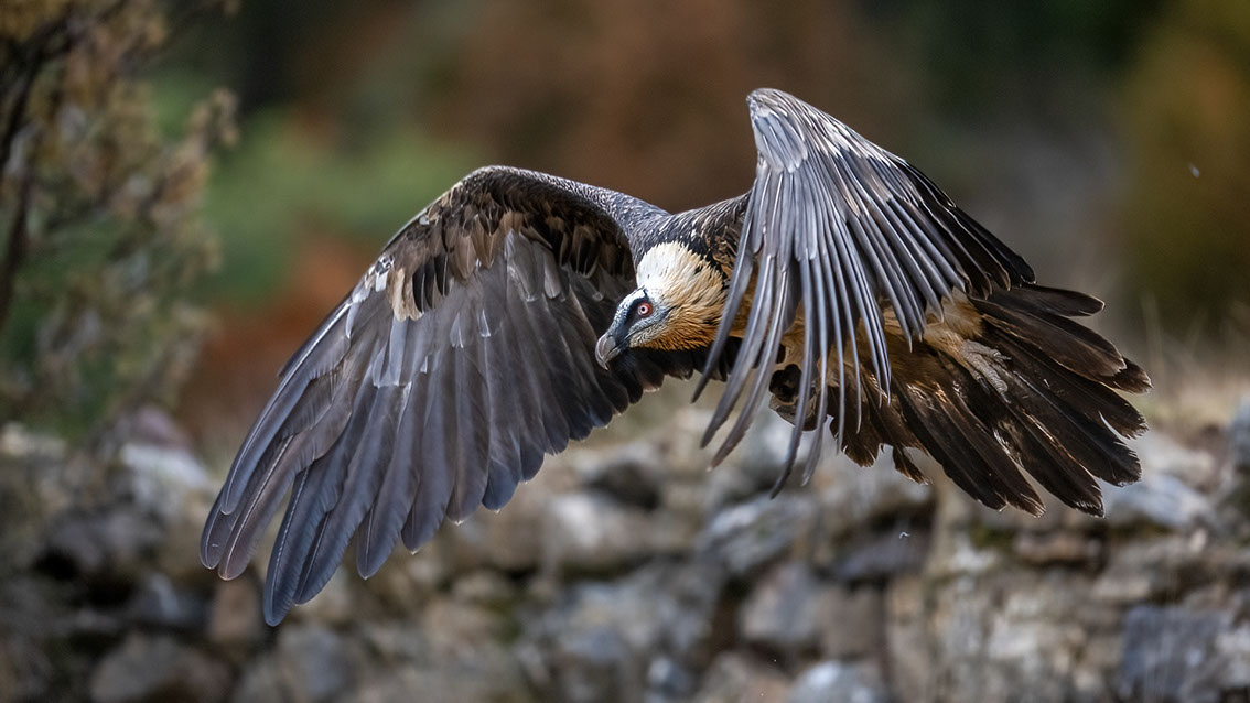 Bartgeier, Gypaète Barbu, Quebrantahuesos, Lämmergeier, Lammergeier, 