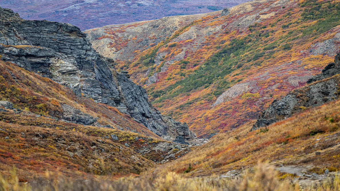 Bartgeier, Gypaète Barbu, Quebrantahuesos, Lämmergeier, Lammergeier, 