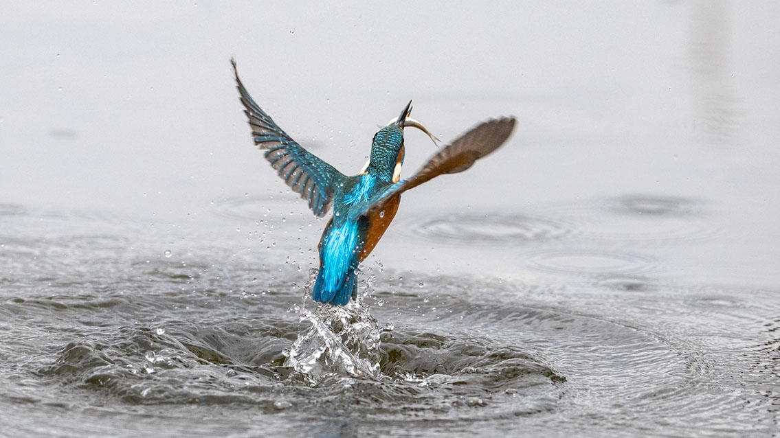Bartgeier, Gypaète Barbu, Quebrantahuesos, Lämmergeier, Lammergeier, 