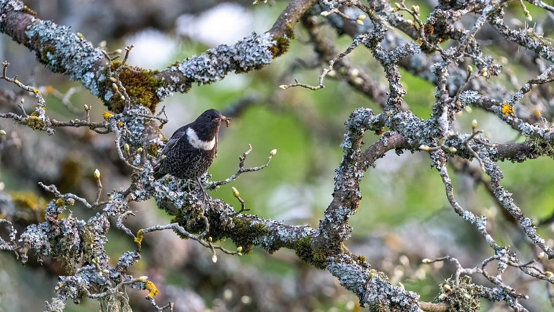 Athene noctua, Steinkauz, Kauz, Little owl