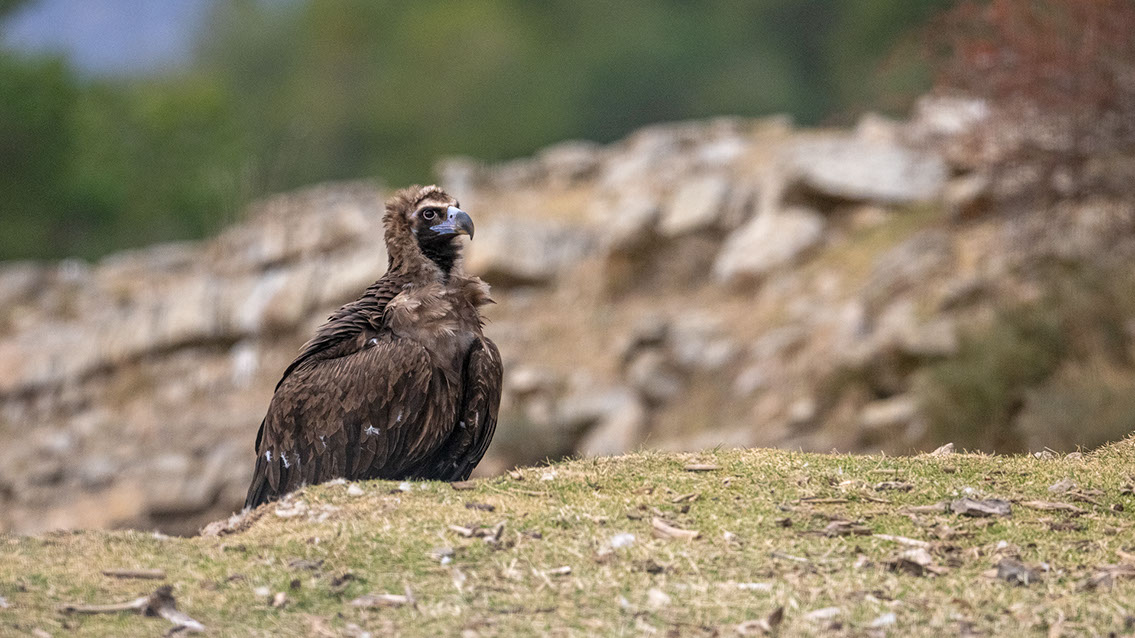 Bartgeier, Gypaète Barbu, Quebrantahuesos, Lämmergeier, Lammergeier, 