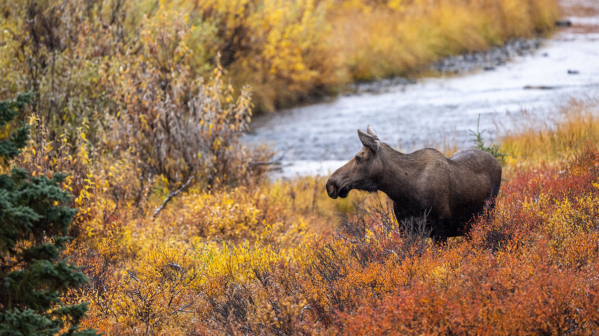Bartgeier, Gypaète Barbu, Quebrantahuesos, Lämmergeier, Lammergeier, 
