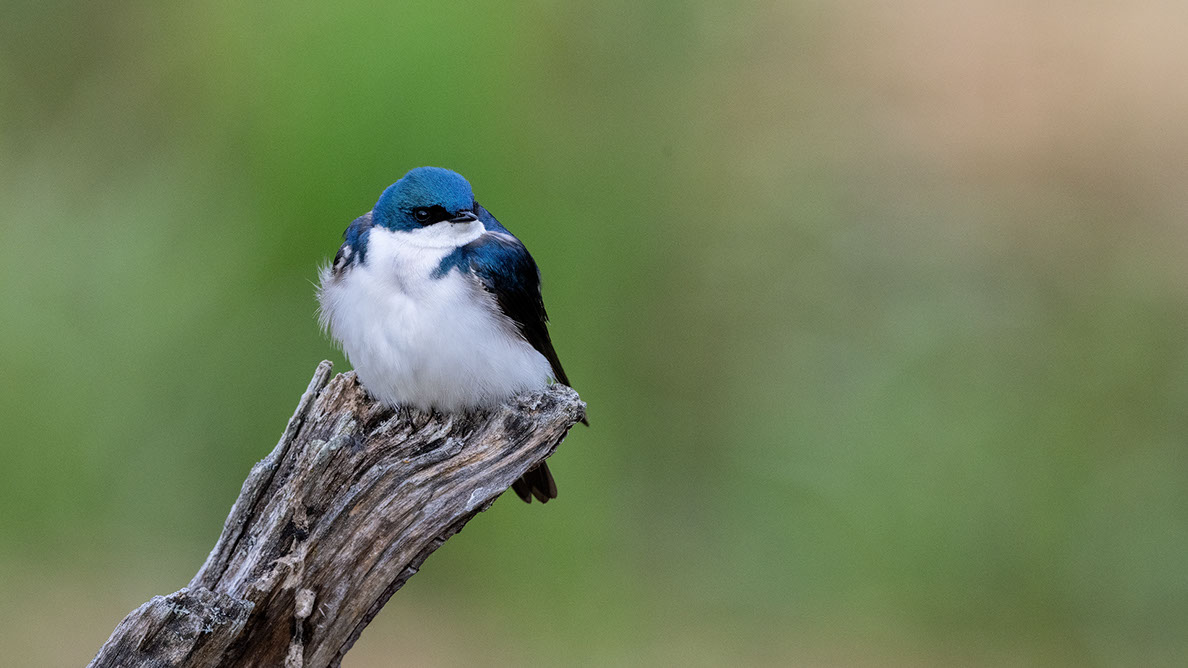 Bartgeier, Gypaète Barbu, Quebrantahuesos, Lämmergeier, Lammergeier, 
