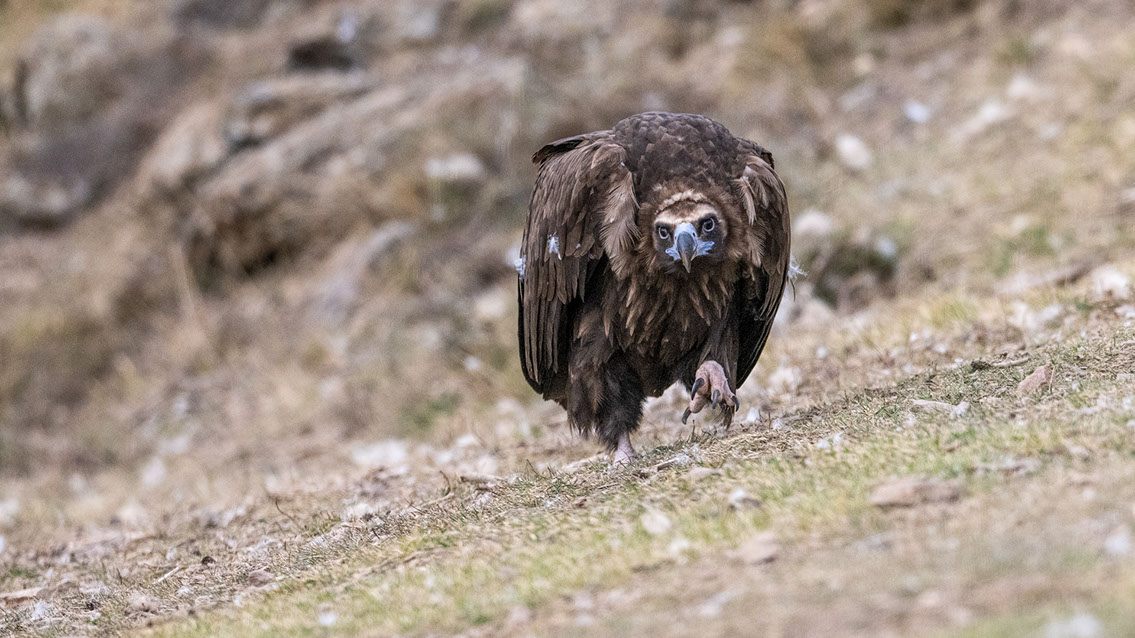 Bartgeier, Gypaète Barbu, Quebrantahuesos, Lämmergeier, Lammergeier, 
