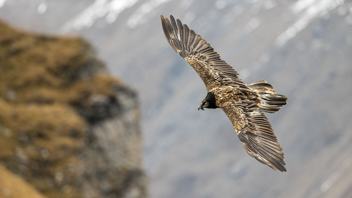 Bartgeier, Gypaète Barbu, Quebrantahuesos, Lämmergeier, Lammergeier, 