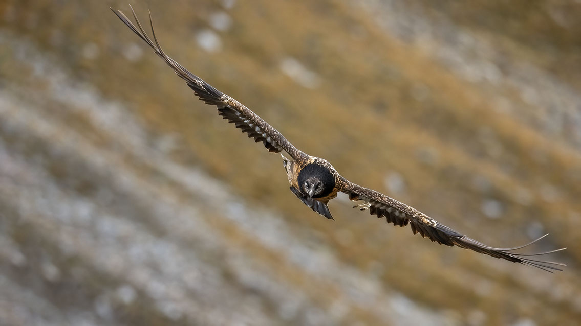 Bartgeier, Gypaète Barbu, Quebrantahuesos, Lämmergeier, Lammergeier, 