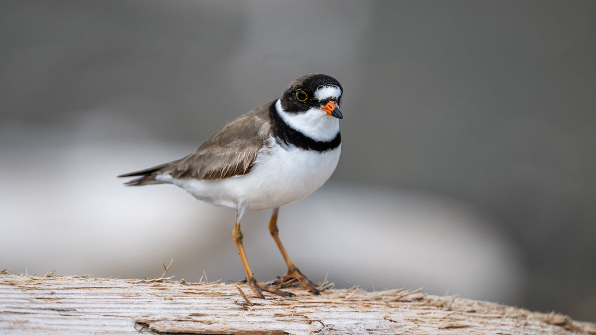 Bartgeier, Gypaète Barbu, Quebrantahuesos, Lämmergeier, Lammergeier, 