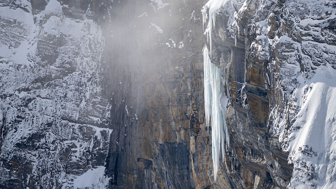 Bartgeier Schweiz Alpen fliegend Adult Gyaéte en vol Lammergeier Bearded Vulture