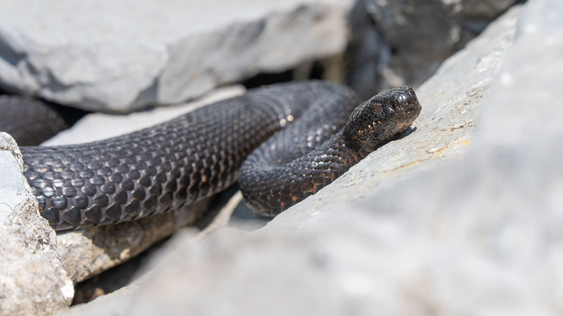 Bartgeier, Gypaète Barbu, Quebrantahuesos, Lämmergeier, Lammergeier, 