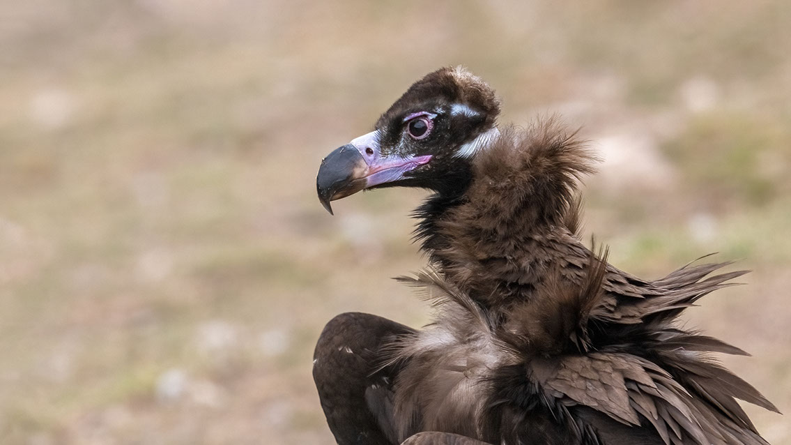 Bartgeier, Gypaète Barbu, Quebrantahuesos, Lämmergeier, Lammergeier, 