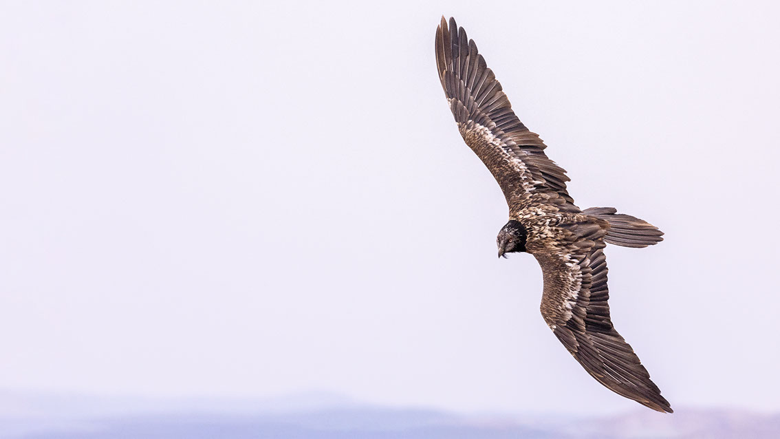 Bartgeier, Gypaète Barbu, Quebrantahuesos, Lämmergeier, Lammergeier, 