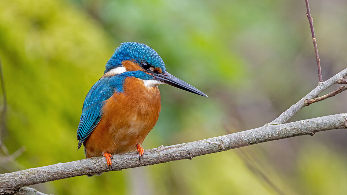 Bartgeier, Gypaète Barbu, Quebrantahuesos, Lämmergeier, Lammergeier, 