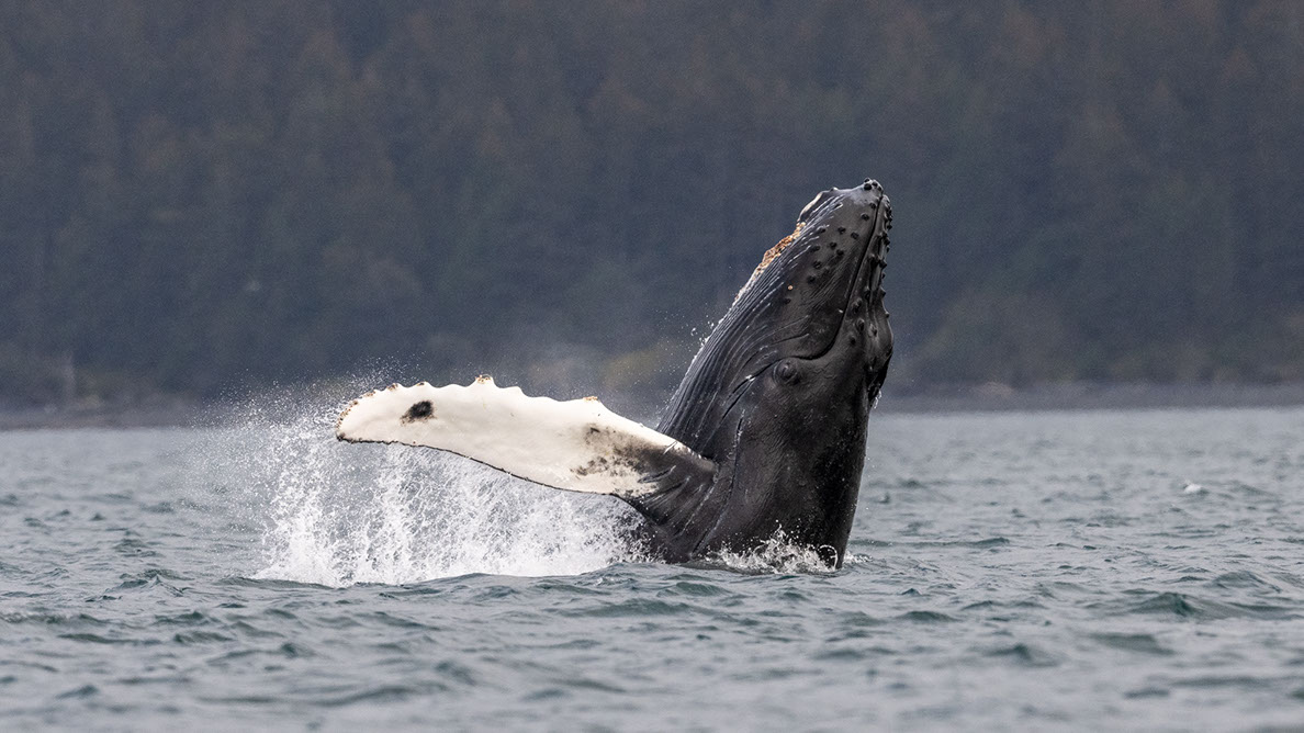 Bartgeier, Gypaète Barbu, Quebrantahuesos, Lämmergeier, Lammergeier, 