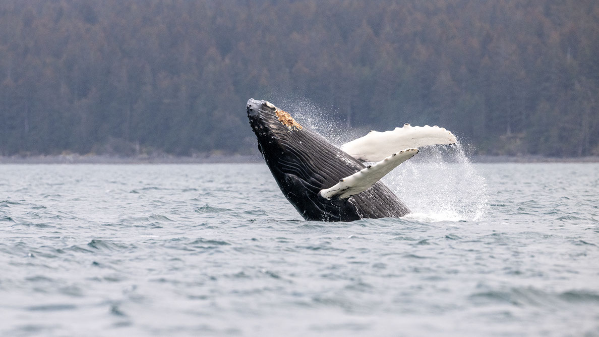 Bartgeier, Gypaète Barbu, Quebrantahuesos, Lämmergeier, Lammergeier, 