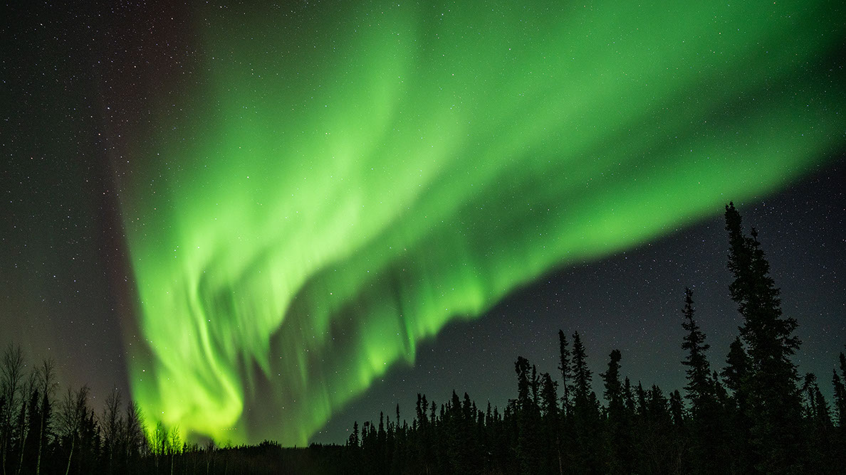 Bartgeier, Gypaète Barbu, Quebrantahuesos, Lämmergeier, Lammergeier, 