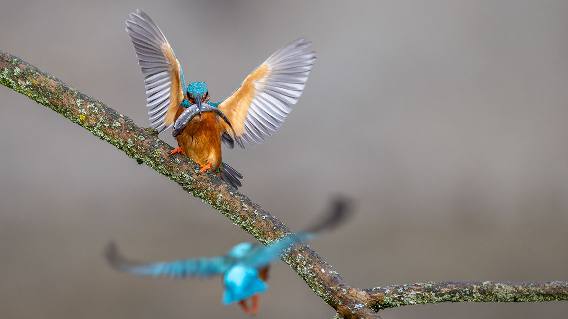 Bartgeier, Gypaète Barbu, Quebrantahuesos, Lämmergeier, Lammergeier, 