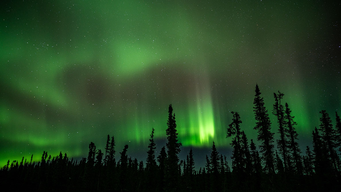 Bartgeier, Gypaète Barbu, Quebrantahuesos, Lämmergeier, Lammergeier, 