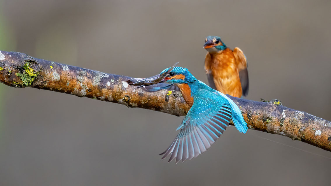 Bartgeier, Gypaète Barbu, Quebrantahuesos, Lämmergeier, Lammergeier, 