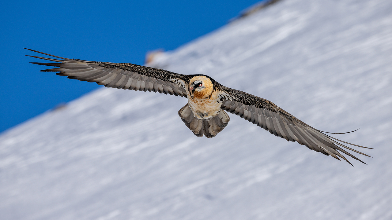 Bartgeier Schweiz Alpen fliegend Adult Gyaéte en vol Lammergeier Bearded Vulture