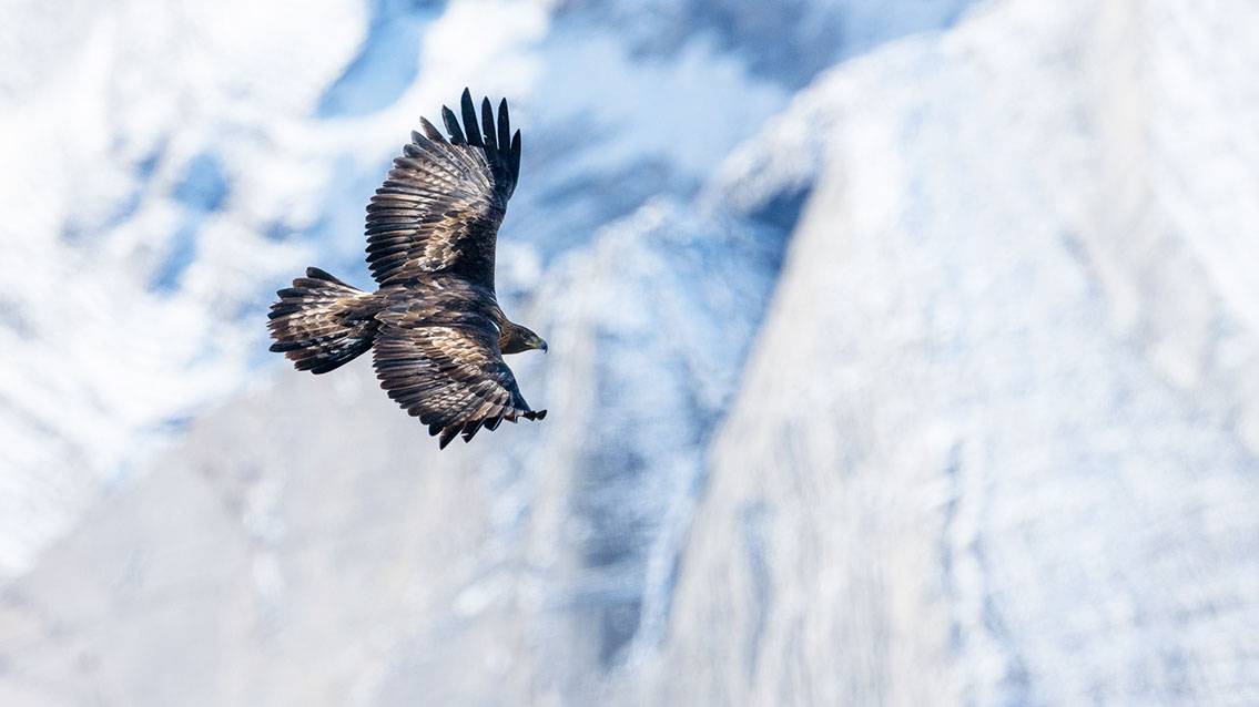 Bartgeier, Gypaète Barbu, Quebrantahuesos, Lämmergeier, Lammergeier, 