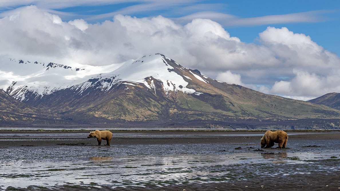 Bartgeier, Gypaète Barbu, Quebrantahuesos, Lämmergeier, Lammergeier, 