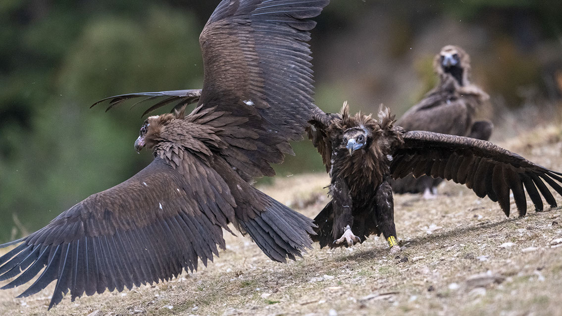 Bartgeier, Gypaète Barbu, Quebrantahuesos, Lämmergeier, Lammergeier, 