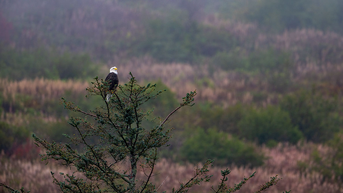 Bartgeier, Gypaète Barbu, Quebrantahuesos, Lämmergeier, Lammergeier, 