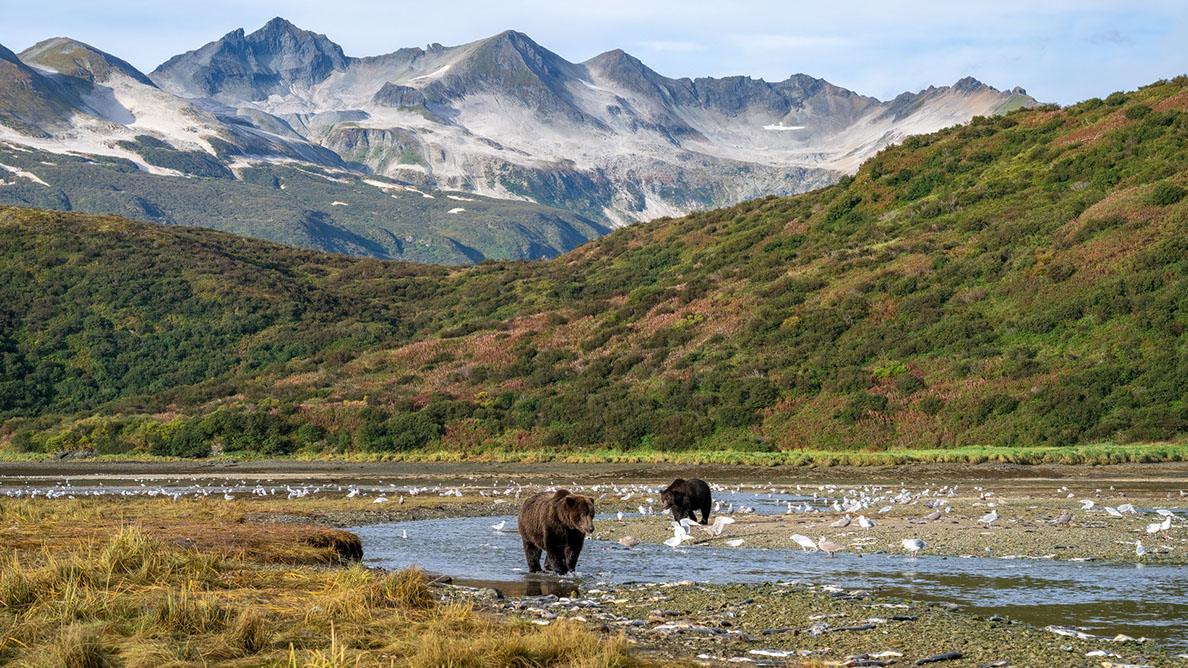 Bartgeier, Gypaète Barbu, Quebrantahuesos, Lämmergeier, Lammergeier, 