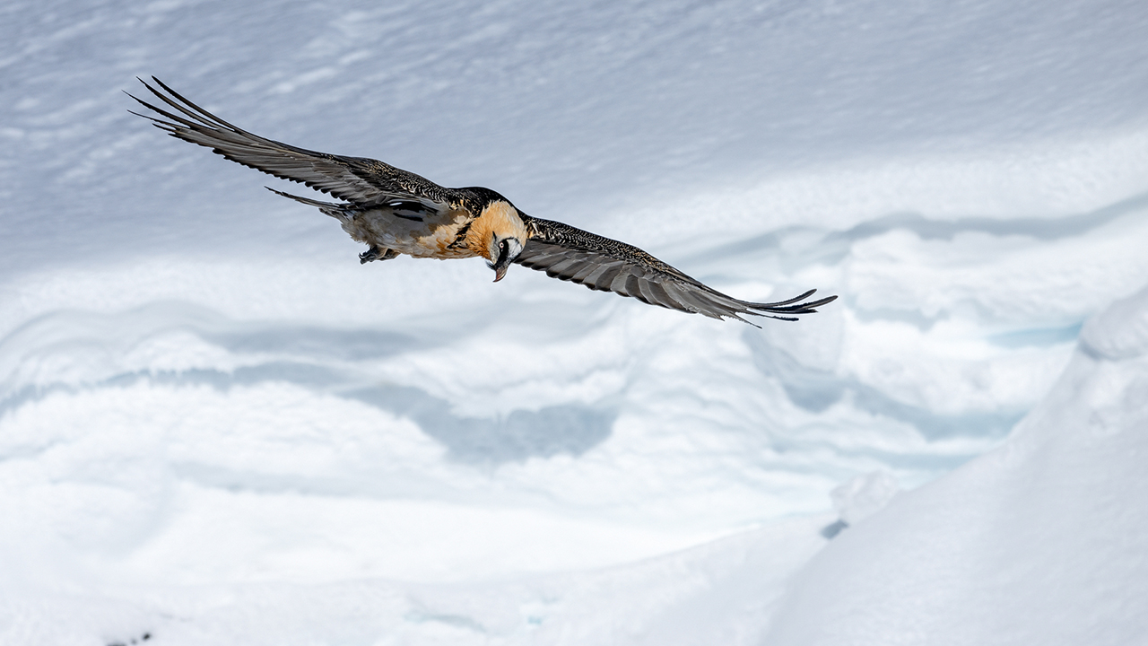 Bartgeier Schweiz Alpen fliegend Adult Gyaéte en vol Lammergeier Bearded Vulture