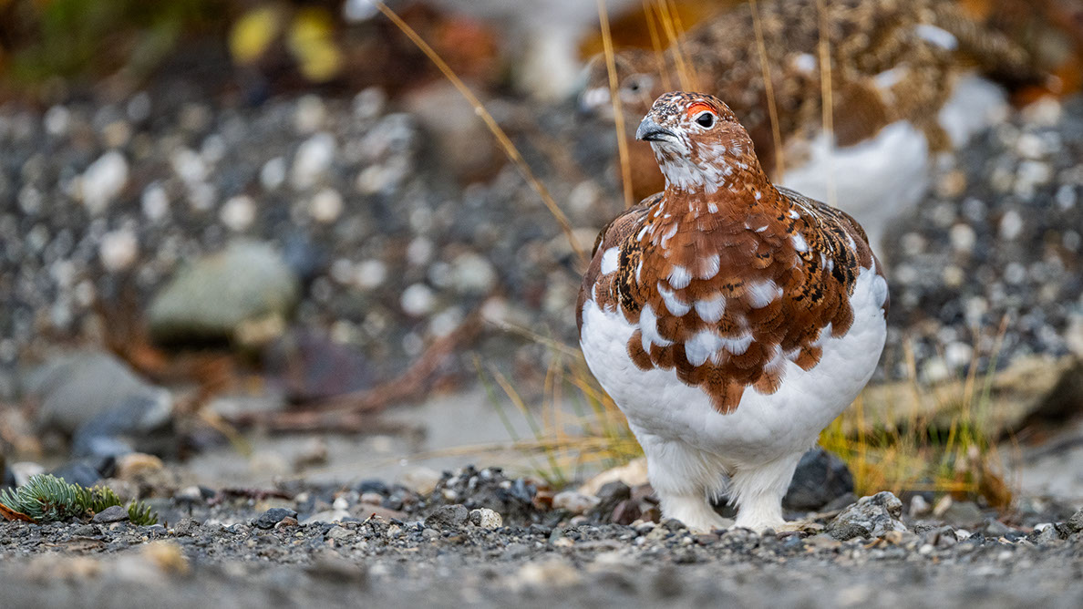 Bartgeier, Gypaète Barbu, Quebrantahuesos, Lämmergeier, Lammergeier, 