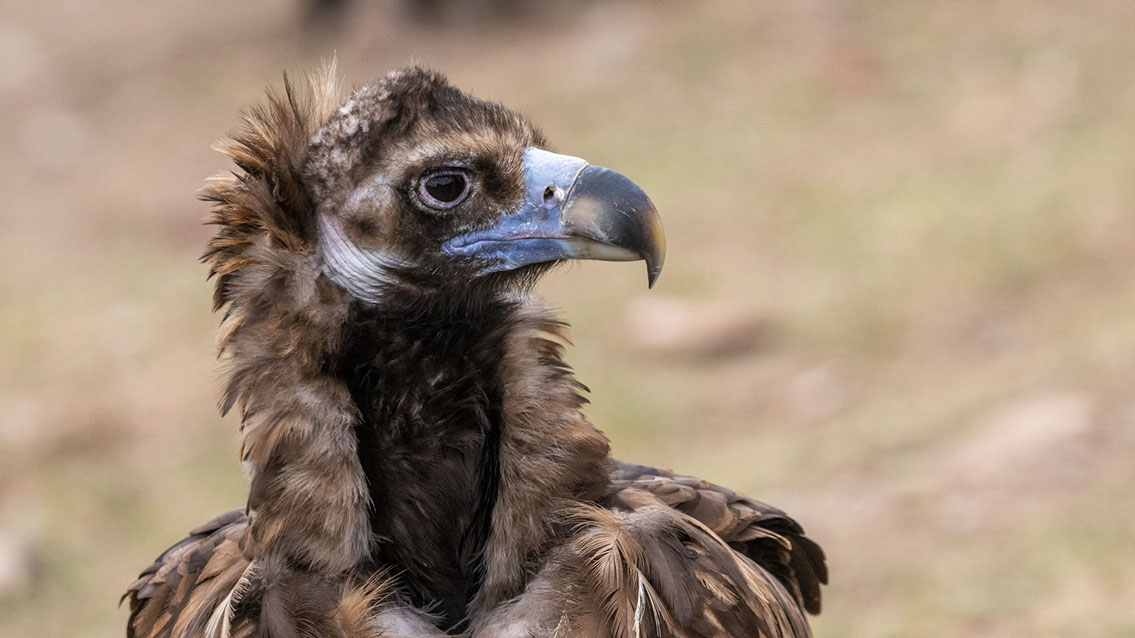 Bartgeier, Gypaète Barbu, Quebrantahuesos, Lämmergeier, Lammergeier, 