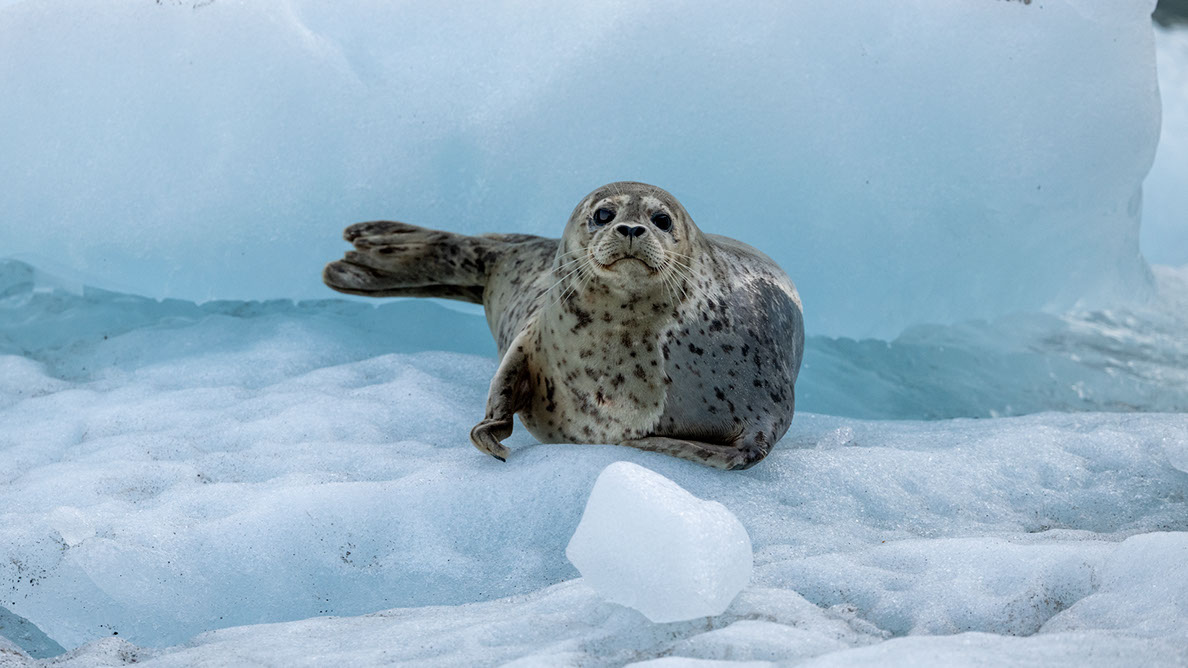 Bartgeier, Gypaète Barbu, Quebrantahuesos, Lämmergeier, Lammergeier, 