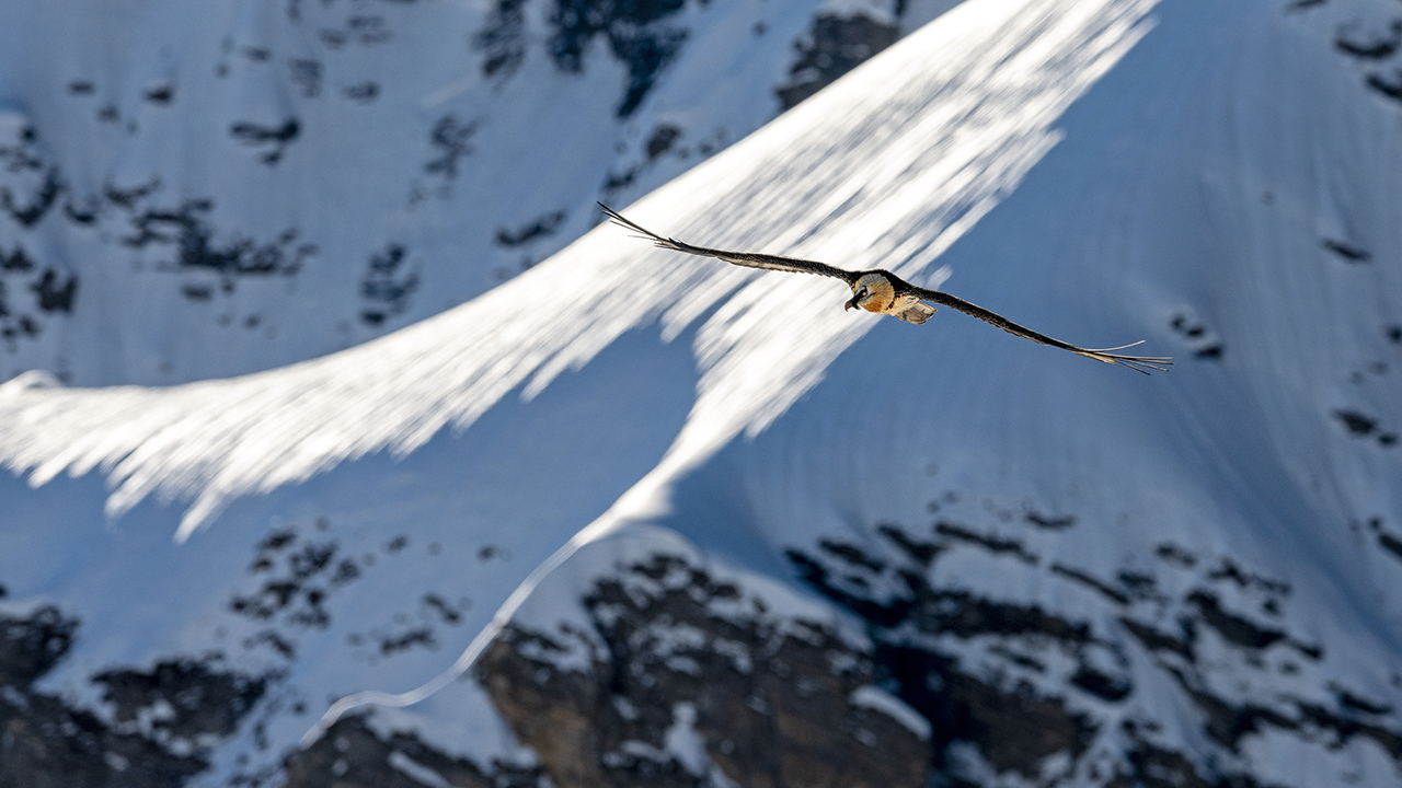 Bartgeier Schweiz Alpen fliegend Adult Gyaéte en vol Lammergeier Bearded Vulture