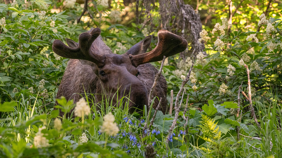 Bartgeier, Gypaète Barbu, Quebrantahuesos, Lämmergeier, Lammergeier, 