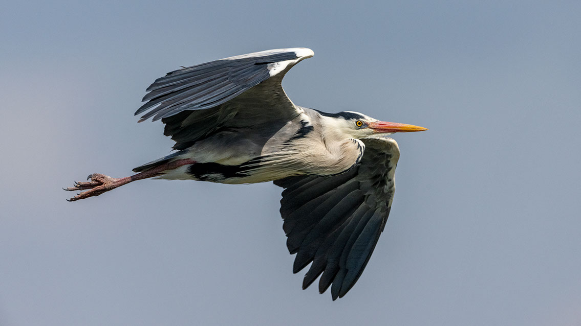Bartgeier, Gypaète Barbu, Quebrantahuesos, Lämmergeier, Lammergeier, 