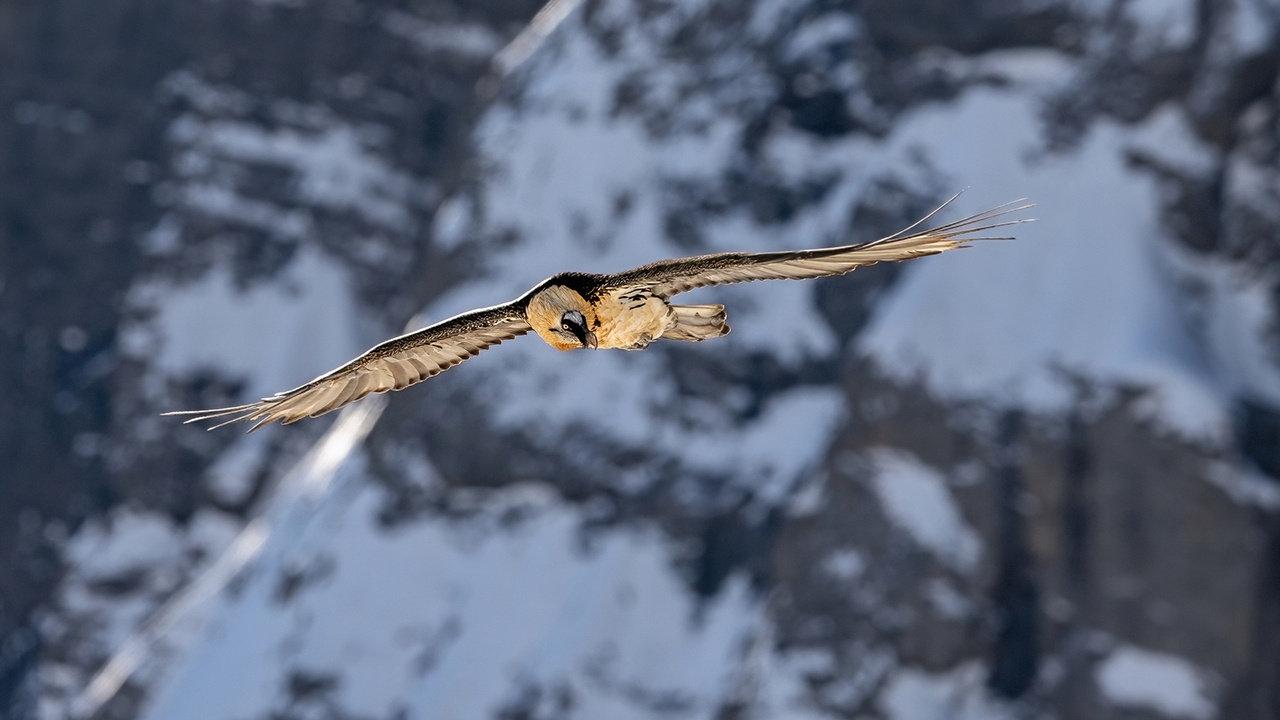 Bartgeier Schweiz Alpen fliegend Adult Gyaéte en vol Lammergeier Bearded Vulture