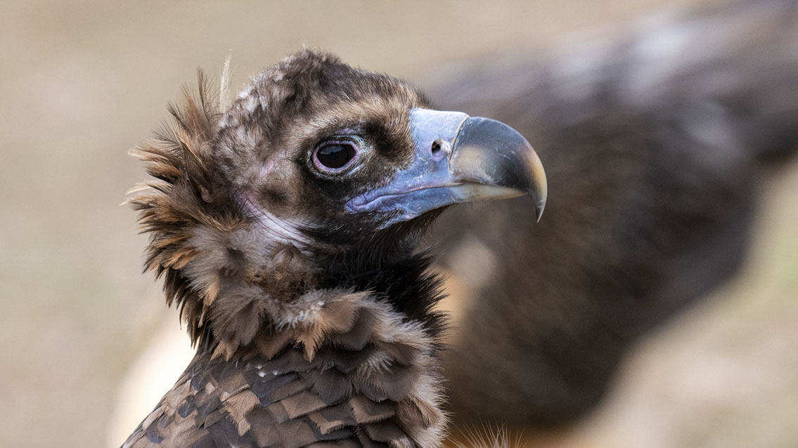 Bartgeier, Gypaète Barbu, Quebrantahuesos, Lämmergeier, Lammergeier, 