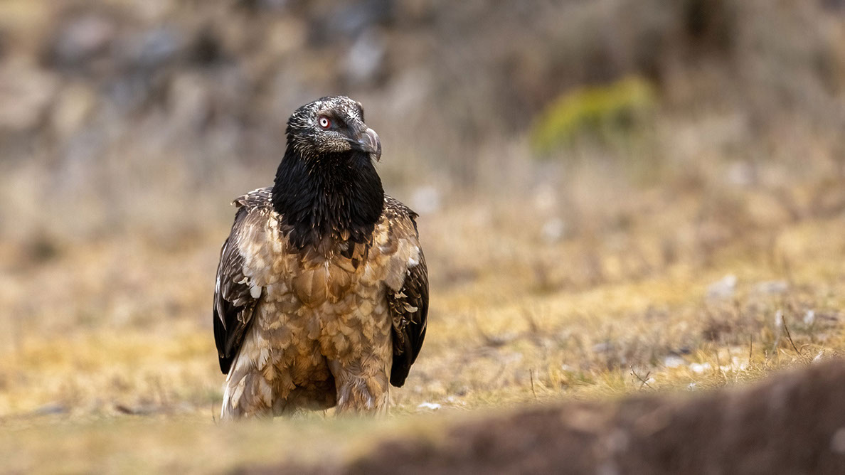 Bartgeier, Gypaète Barbu, Quebrantahuesos, Lämmergeier, Lammergeier, 