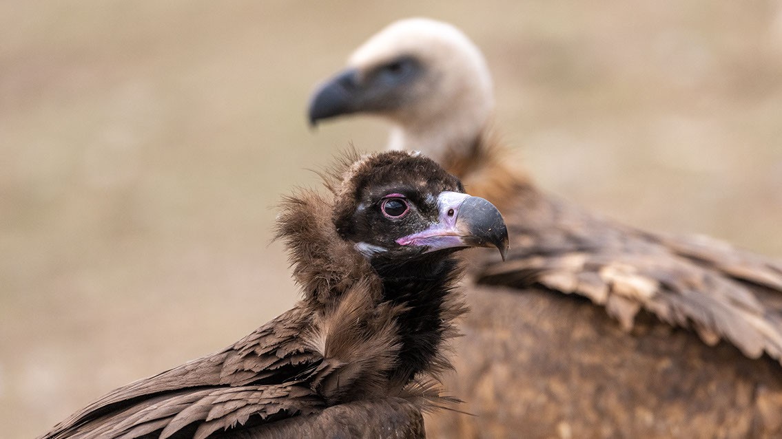 Bartgeier, Gypaète Barbu, Quebrantahuesos, Lämmergeier, Lammergeier, 