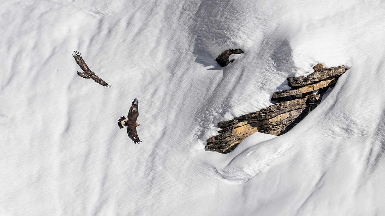 Bartgeier, Gypaète Barbu, Quebrantahuesos, Lämmergeier, Lammergeier, 