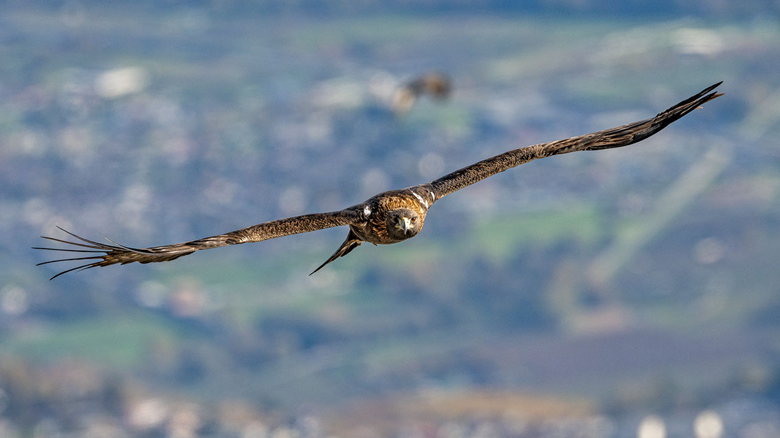 Bartgeier, Gypaète Barbu, Quebrantahuesos, Lämmergeier, Lammergeier, 