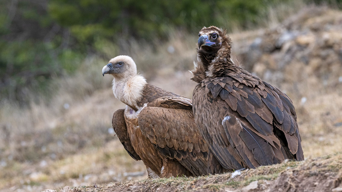 Bartgeier, Gypaète Barbu, Quebrantahuesos, Lämmergeier, Lammergeier, 