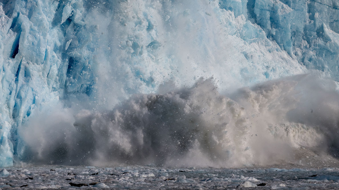 Bartgeier, Gypaète Barbu, Quebrantahuesos, Lämmergeier, Lammergeier, 