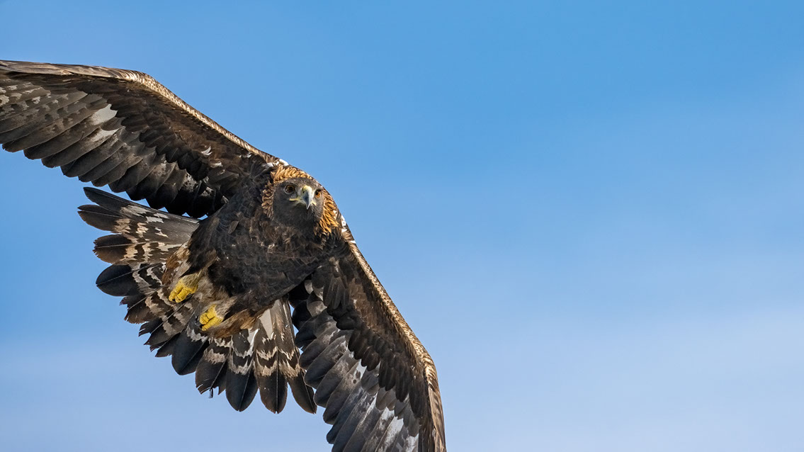 Bartgeier, Gypaète Barbu, Quebrantahuesos, Lämmergeier, Lammergeier, 