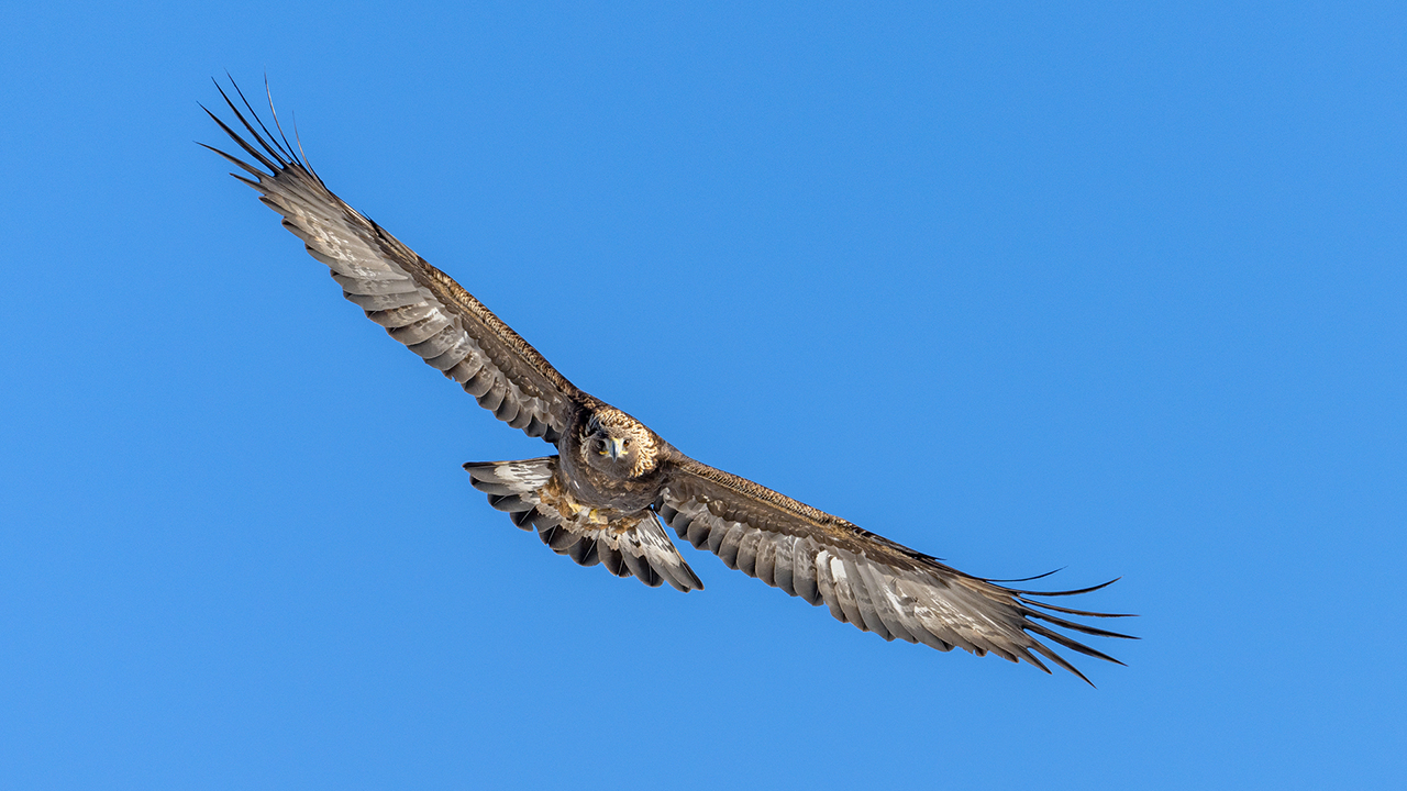 Bartgeier, Gypaète Barbu, Quebrantahuesos, Lämmergeier, Lammergeier, 