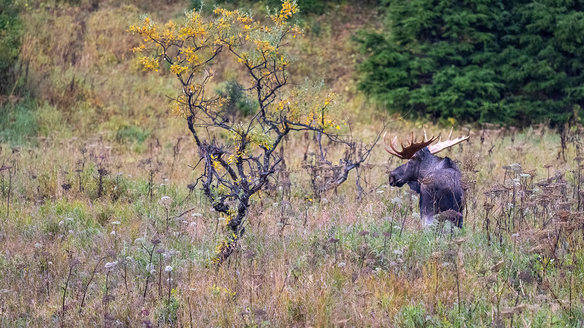 Bartgeier, Gypaète Barbu, Quebrantahuesos, Lämmergeier, Lammergeier, 