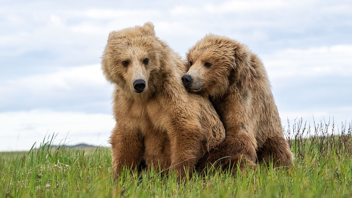 Bartgeier, Gypaète Barbu, Quebrantahuesos, Lämmergeier, Lammergeier, 