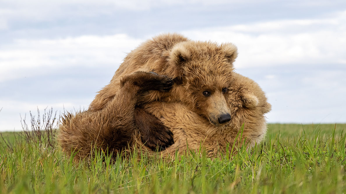 Bartgeier, Gypaète Barbu, Quebrantahuesos, Lämmergeier, Lammergeier, 