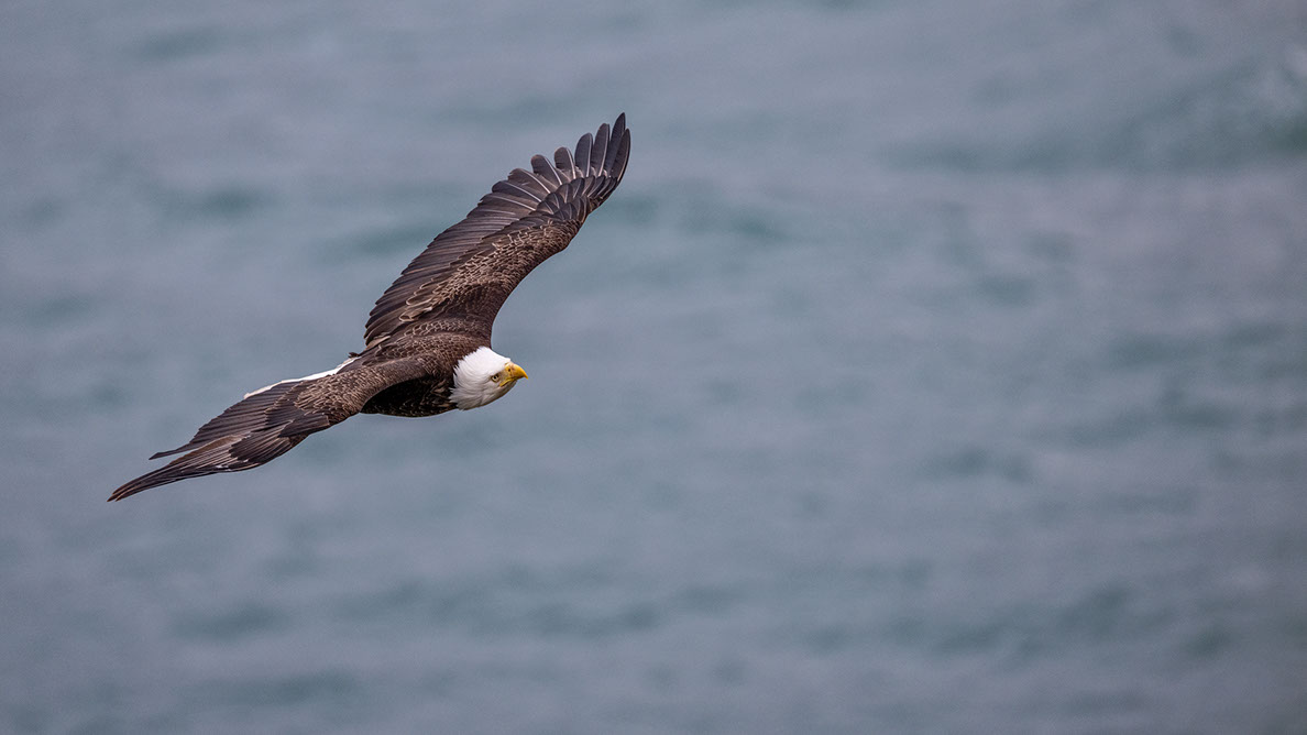 Bartgeier, Gypaète Barbu, Quebrantahuesos, Lämmergeier, Lammergeier, 
