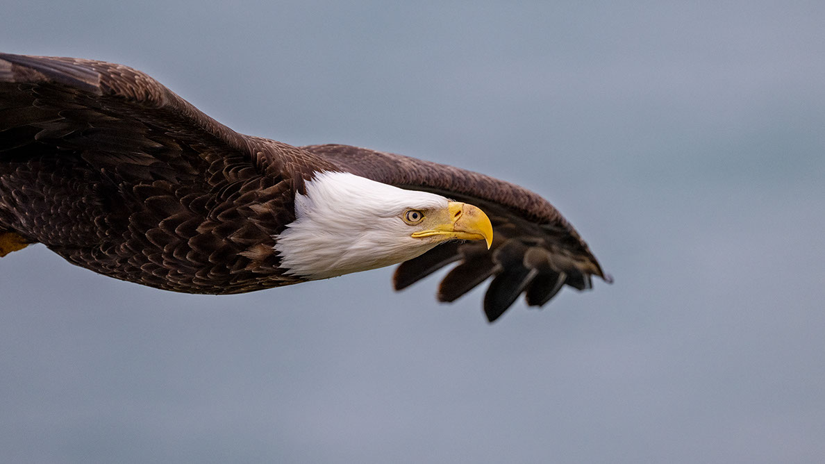 Bartgeier, Gypaète Barbu, Quebrantahuesos, Lämmergeier, Lammergeier, 